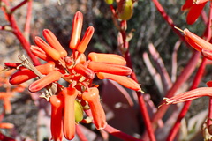 Aloe striata
