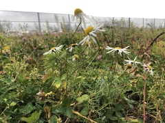 Tripleurospermum inodorum