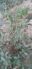 Senna occidentalis