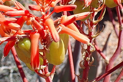 Aloe striata