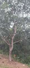Fabaceae