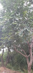 Fabaceae