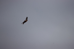 Cheramoeca leucosterna