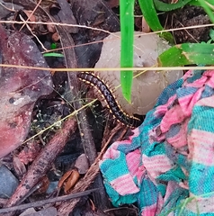 Asiomorpha coarctata