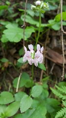 Stachys rigida rigida