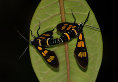 Euchromia horsfieldi