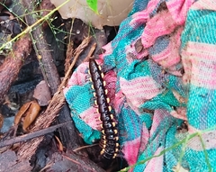 Asiomorpha coarctata