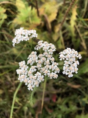 Achillea millefolium