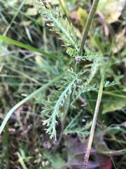 Achillea millefolium