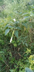 Datura innoxia