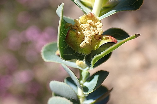 Image of Cliffortia crenata by no rights reserved