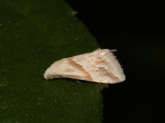 Eublemma roseana