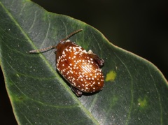 Asiophrida scaphoides