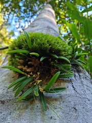 Bulbophyllum shepherdii