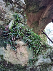 Bulbophyllum shepherdii