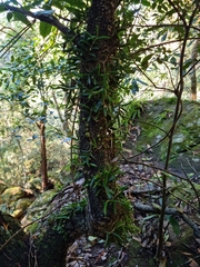 Bulbophyllum shepherdii