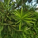 Podocarpus brevifolius - Photo (c) fernslu九妹, μερικά δικαιώματα διατηρούνται (CC BY-NC), uploaded by fernslu九妹