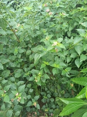 Lantana camara