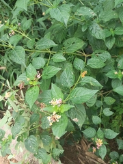 Lantana camara