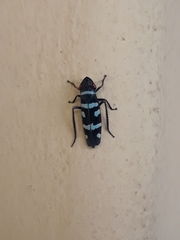 Balacha melanocephala