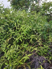 Tarlmounia elliptica