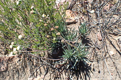 Curio talinoides