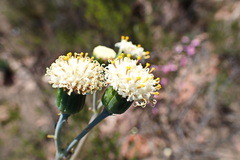 Curio talinoides