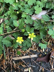 Ranunculus taisanensis