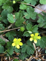 Ranunculus taisanensis