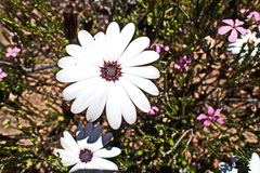 Dimorphotheca montana