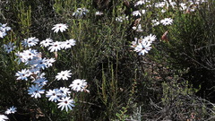 Dimorphotheca montana