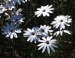 Dimorphotheca montana