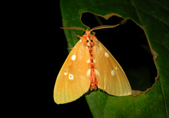 Tinolius eburneigutta