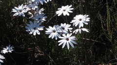 Dimorphotheca montana