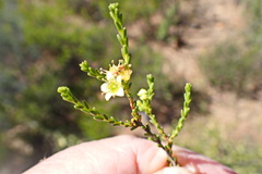Diosma passerinoides