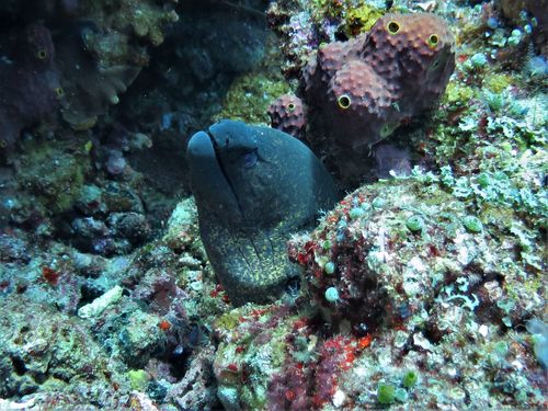 Giant moray