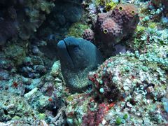 Giant moray