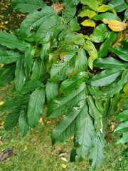 Pterocarya