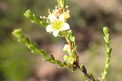 Diosma passerinoides