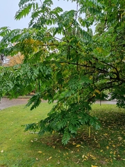 Pterocarya