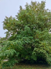 Pterocarya