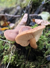 Lactarius subdulcis