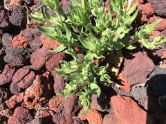 Spigelia hedyotidea