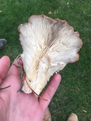 Pleurotus ostreatus