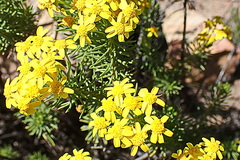Euryops rehmannii