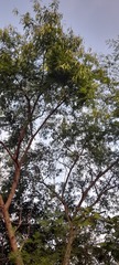 Fabaceae