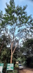 Fabaceae