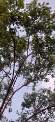 Fabaceae