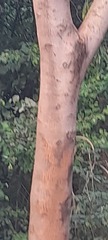 Fabaceae
