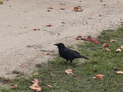 Corvus corone